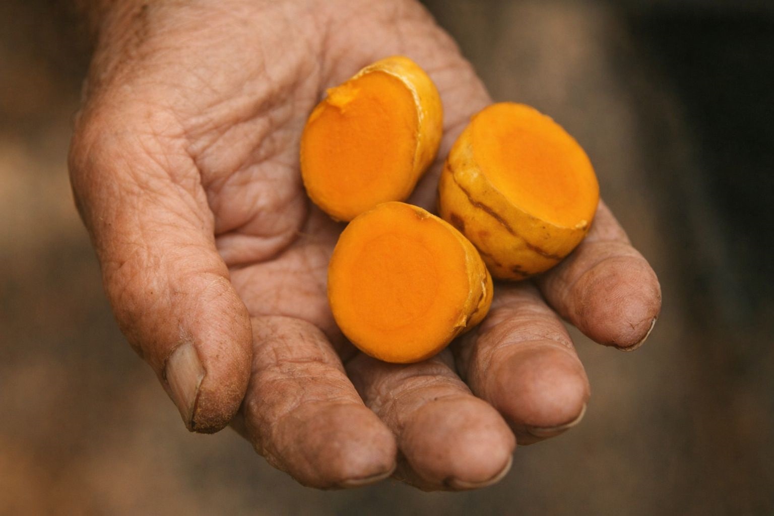 Hand holding sliced fresh turmeric roots showing their vibrant orange interior